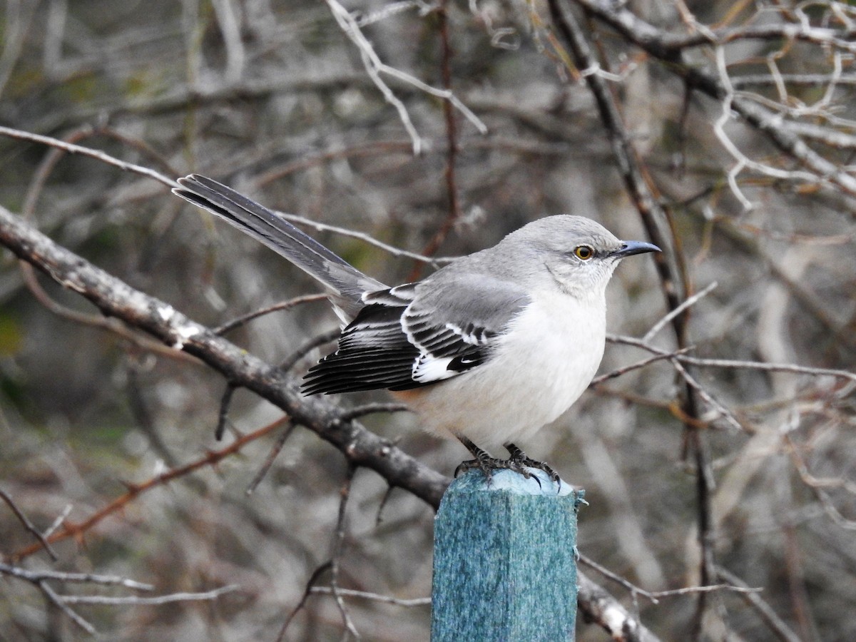 Northern Mockingbird - ML419257071