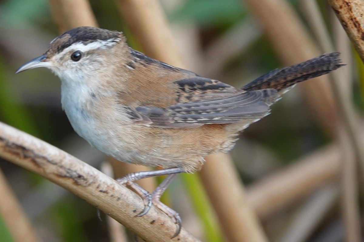 Marsh Wren - Mike Blancher