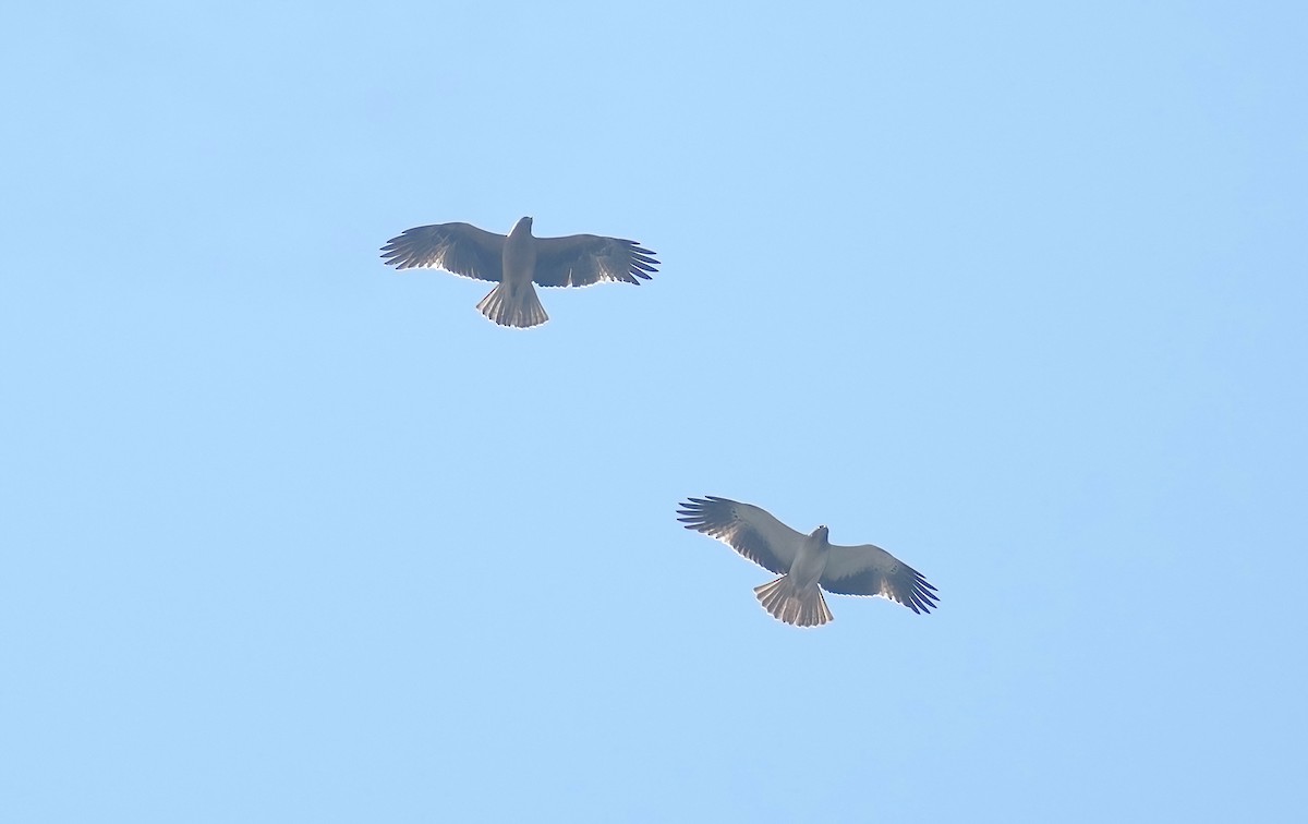 Booted Eagle - Sudip Simha