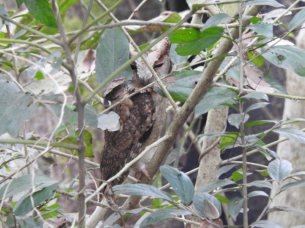 Indian Scops-Owl - ML419258861