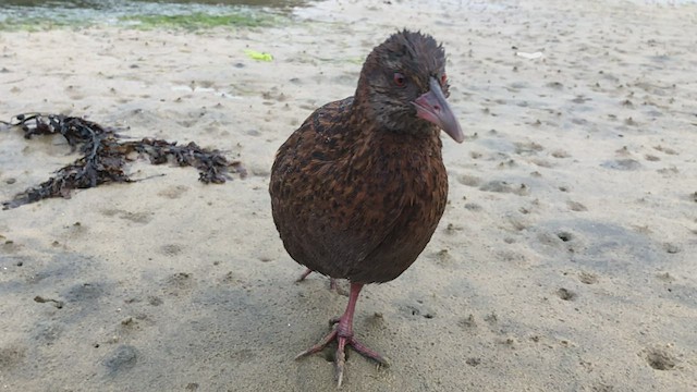 Weka - ML419258961