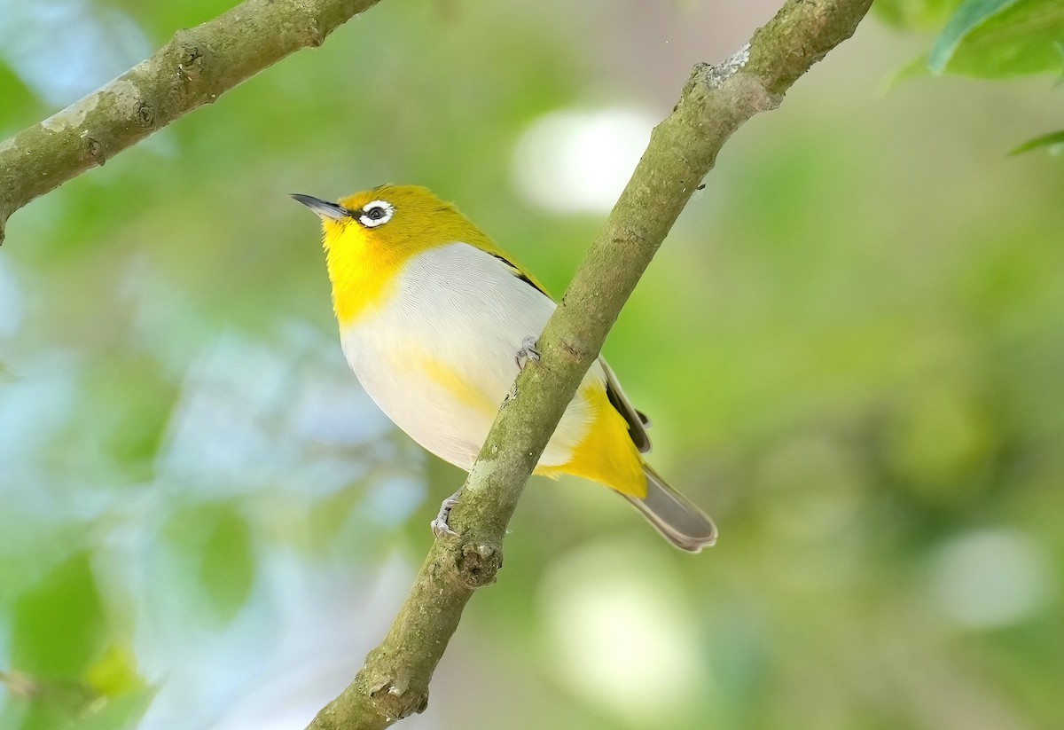 Indian White-eye - ML419259271