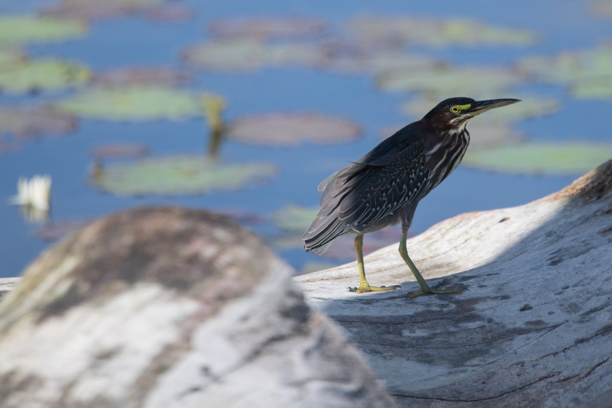 Green Heron - ML419259541