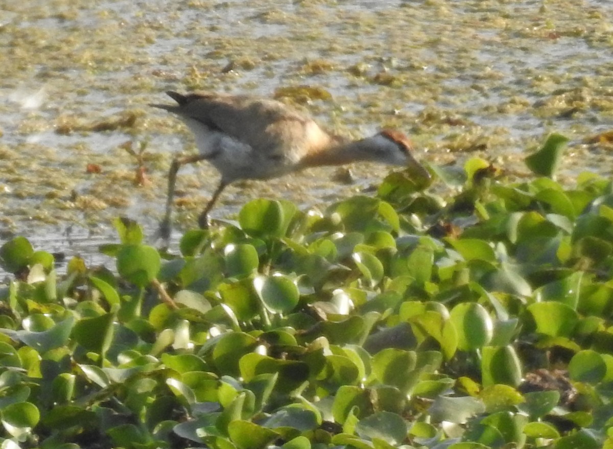 Jacana à longue queue - ML419260931