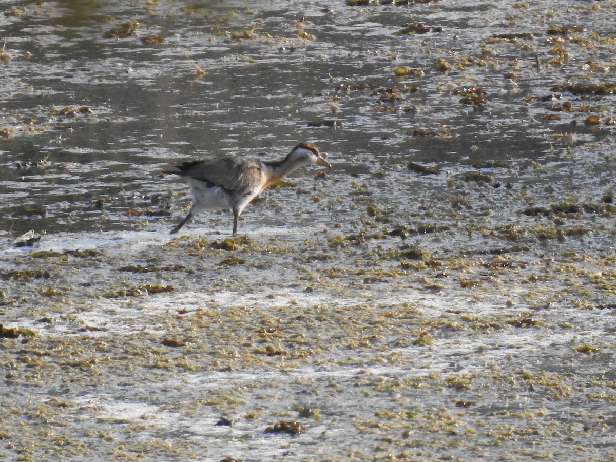 Pheasant-tailed Jacana - dineshbharath kv