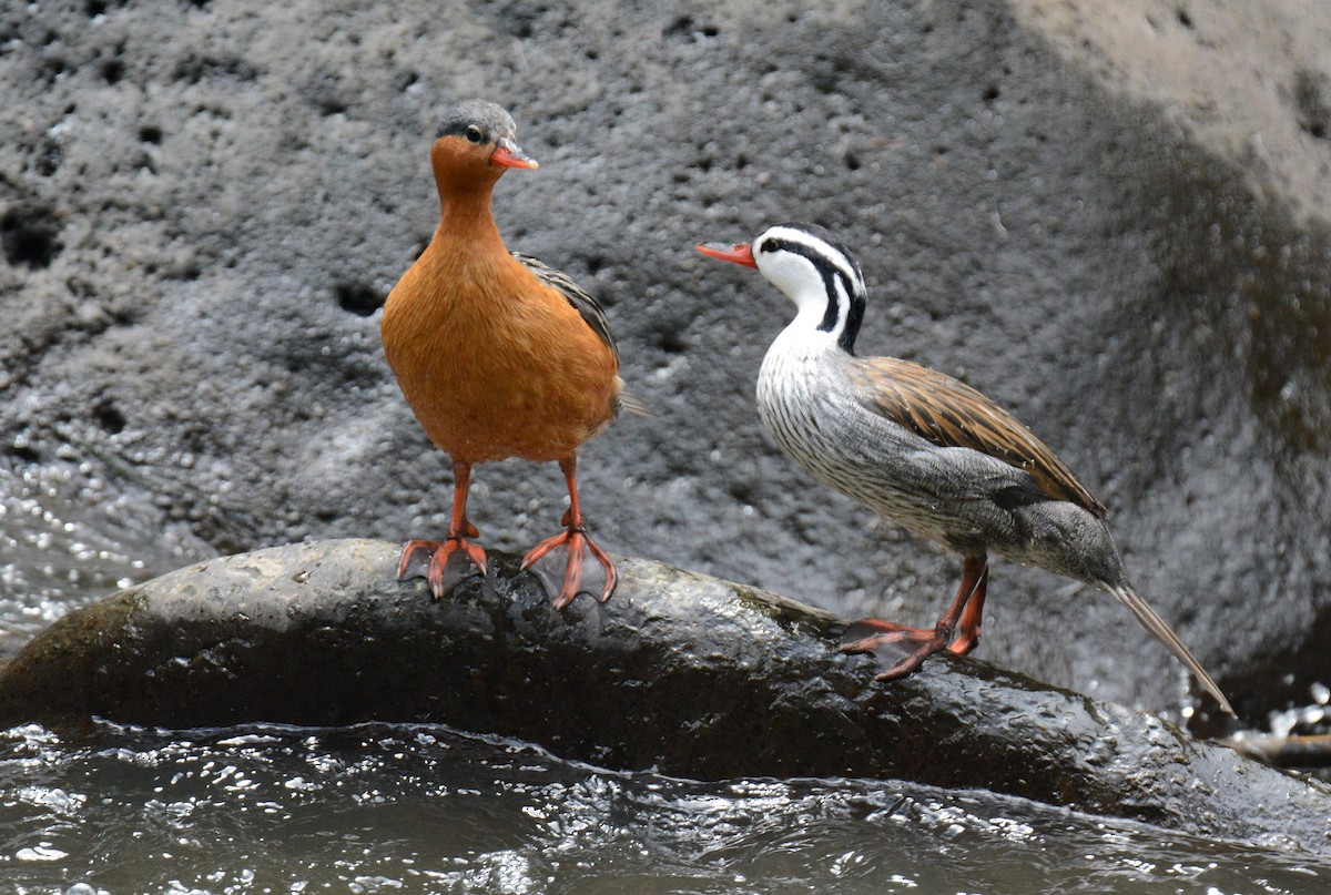 Torrent Duck - ML419261531