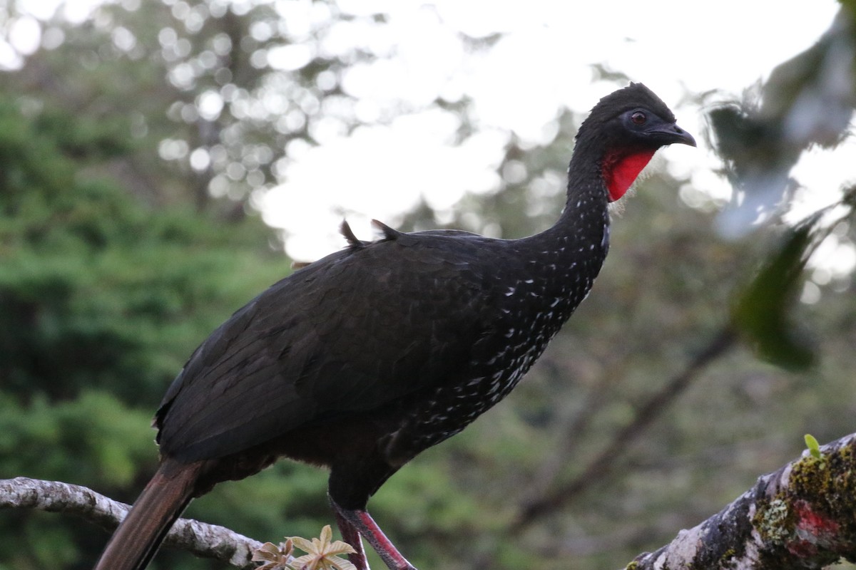 Crested Guan - ML419262591