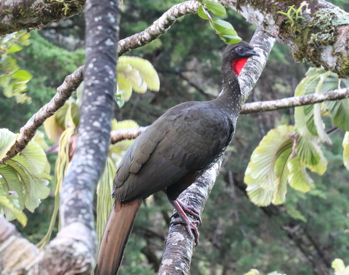 Crested Guan - ML419262641