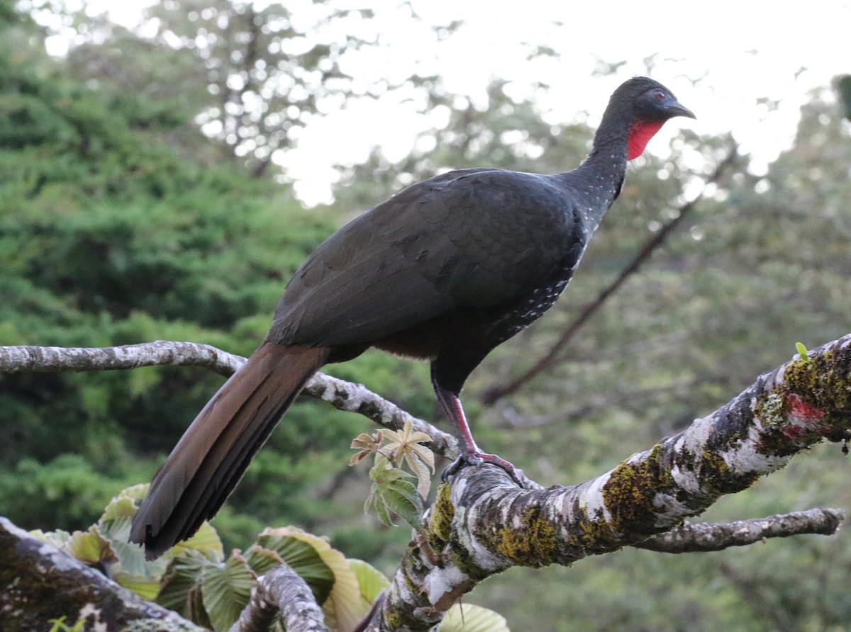 Crested Guan - ML419262651