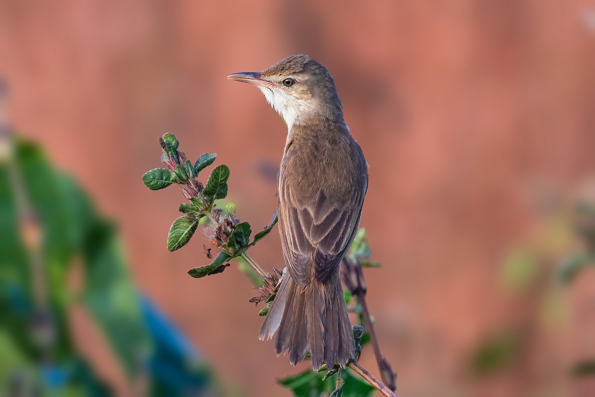 Clamorous Reed Warbler - ML419263201