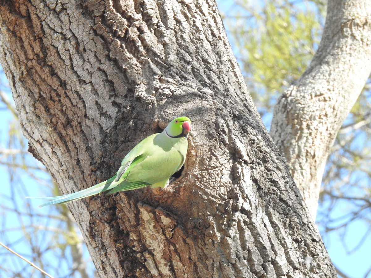 Rose-ringed Parakeet - ML419263511