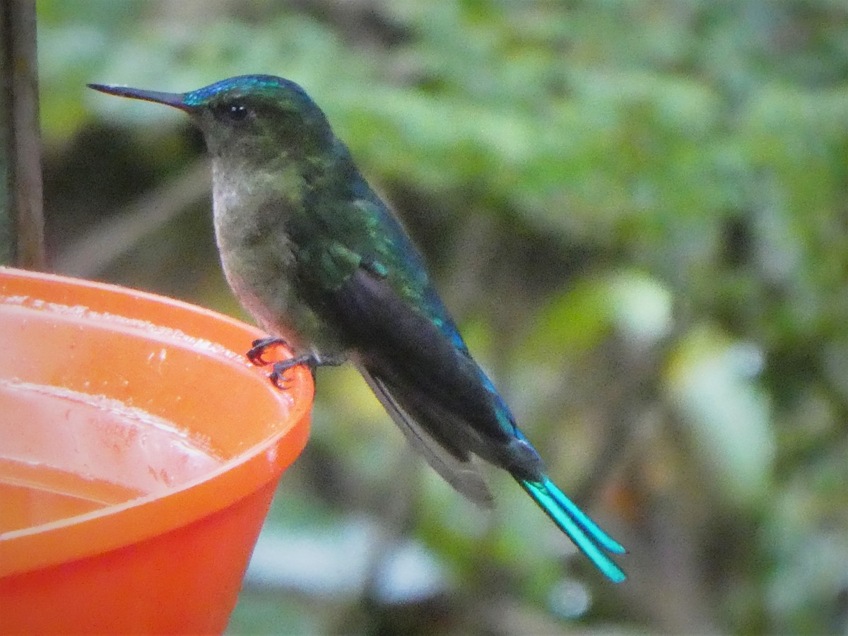 Long-tailed Sylph - Morten Winther Dahl