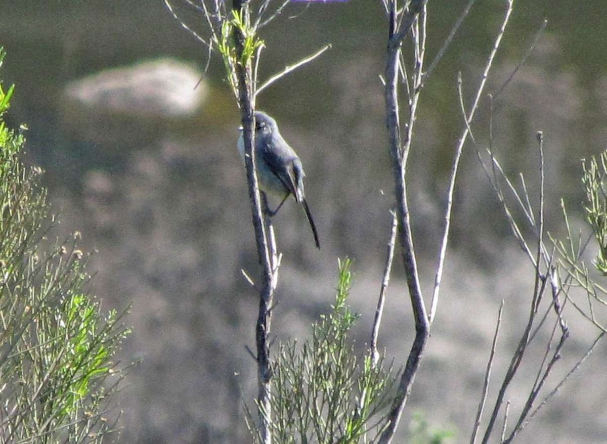 California Gnatcatcher - ML41926451