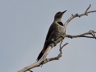 Northern Flicker (Red-shafted) - ML41926461