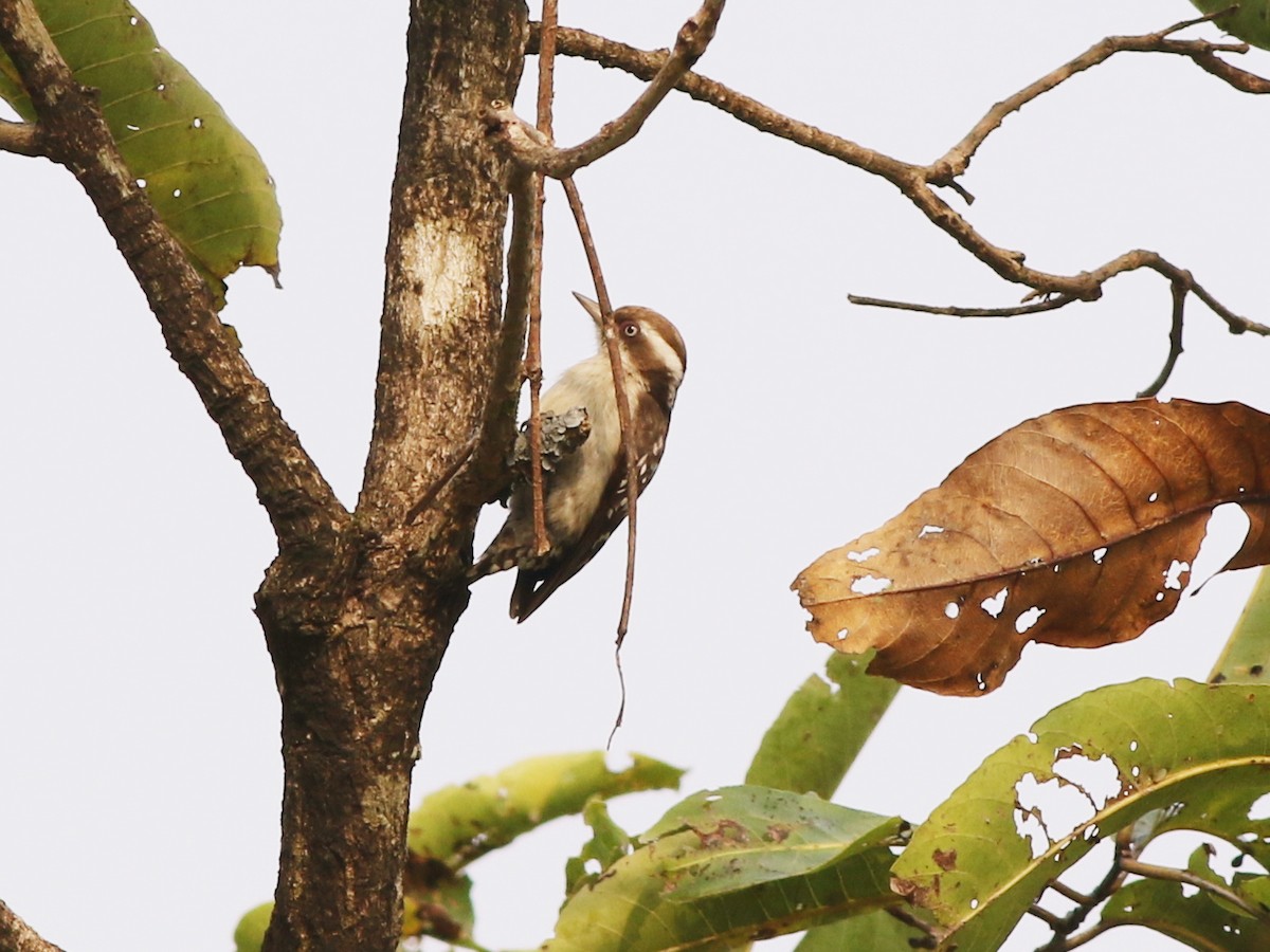 Brown-capped Pygmy Woodpecker - ML419264711