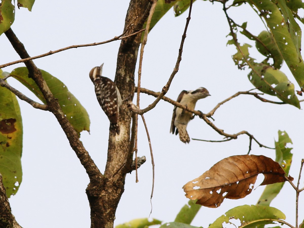 Brown-capped Pygmy Woodpecker - ML419264751