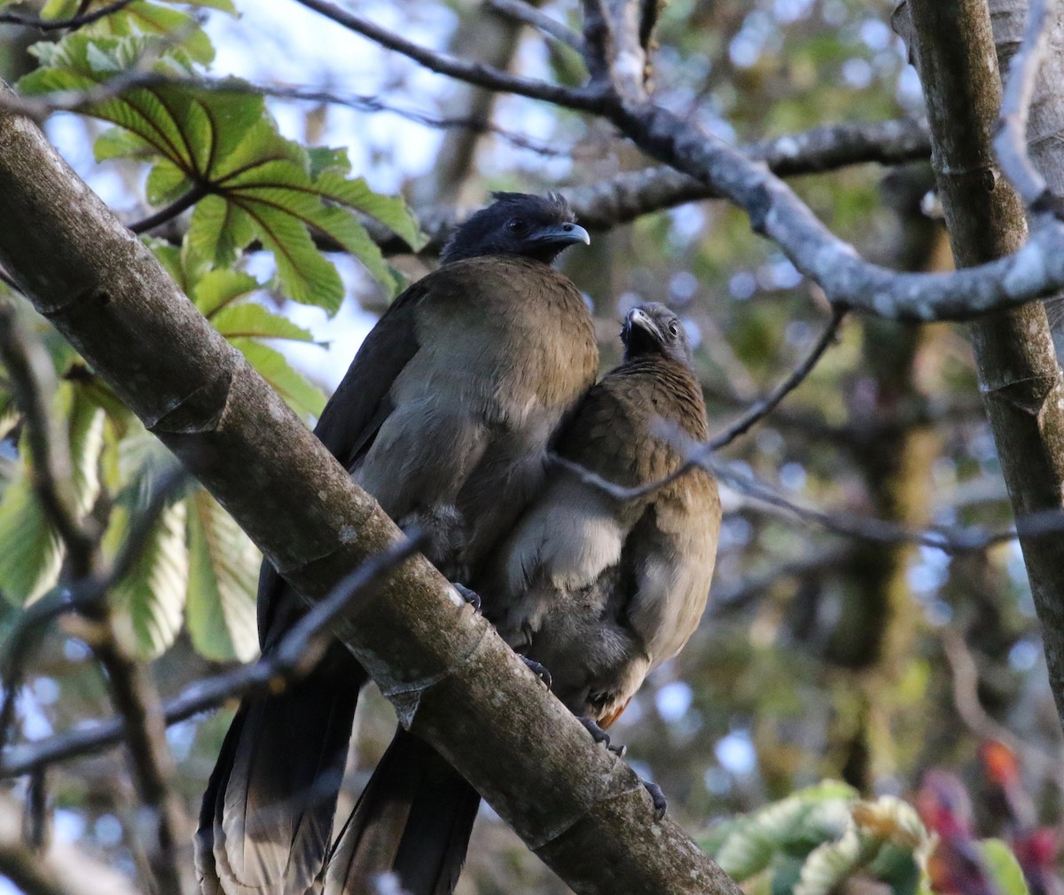 Chachalaca Cabecigrís - ML419267701