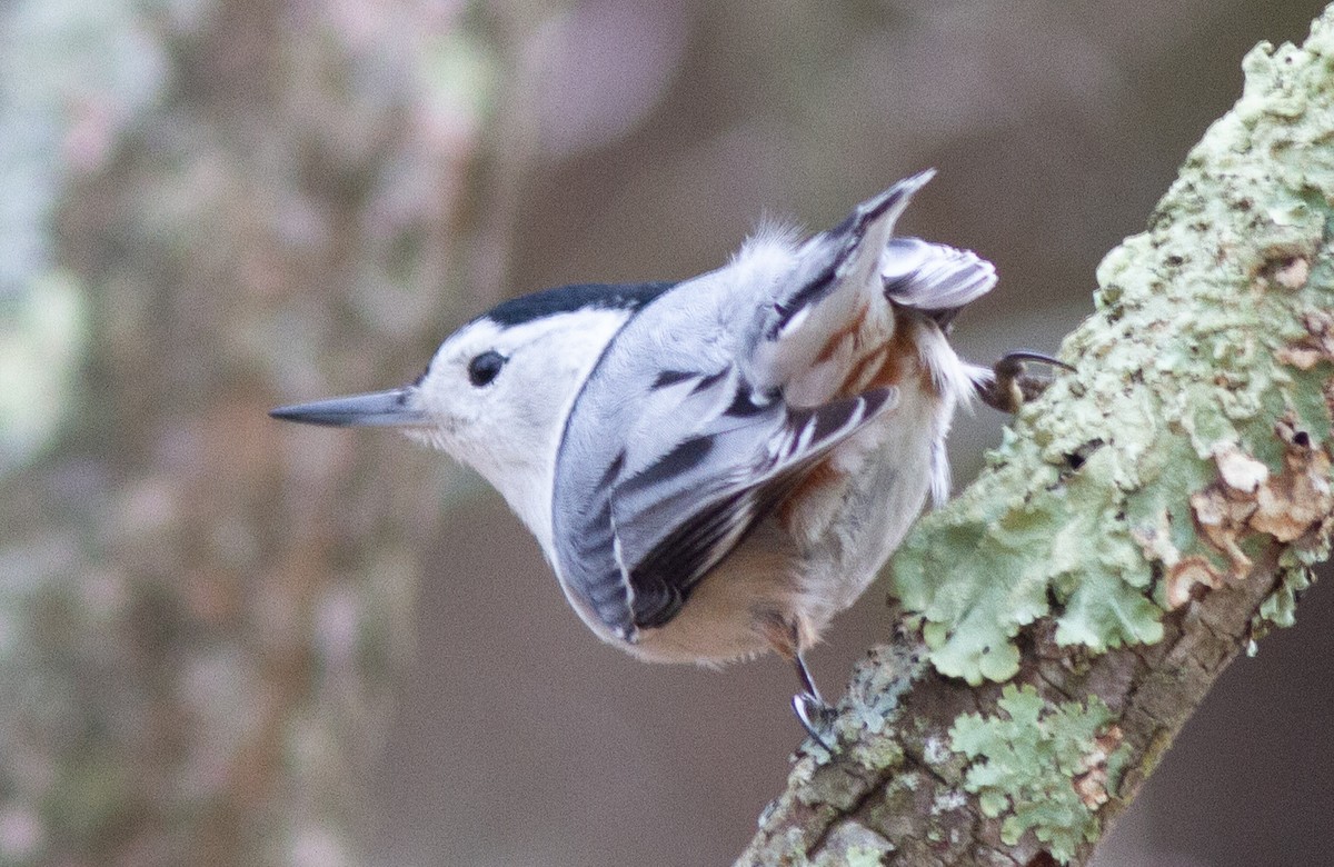 White-breasted Nuthatch (Eastern) - ML419270621