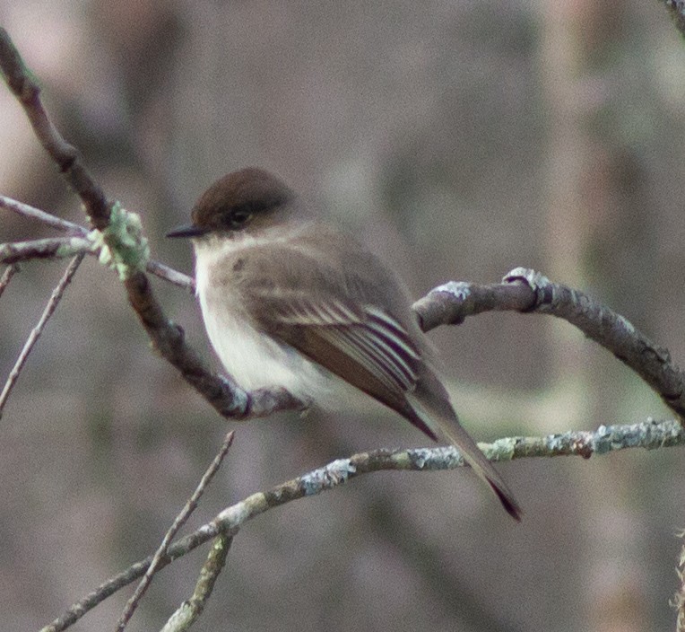 Eastern Phoebe - ML419270641