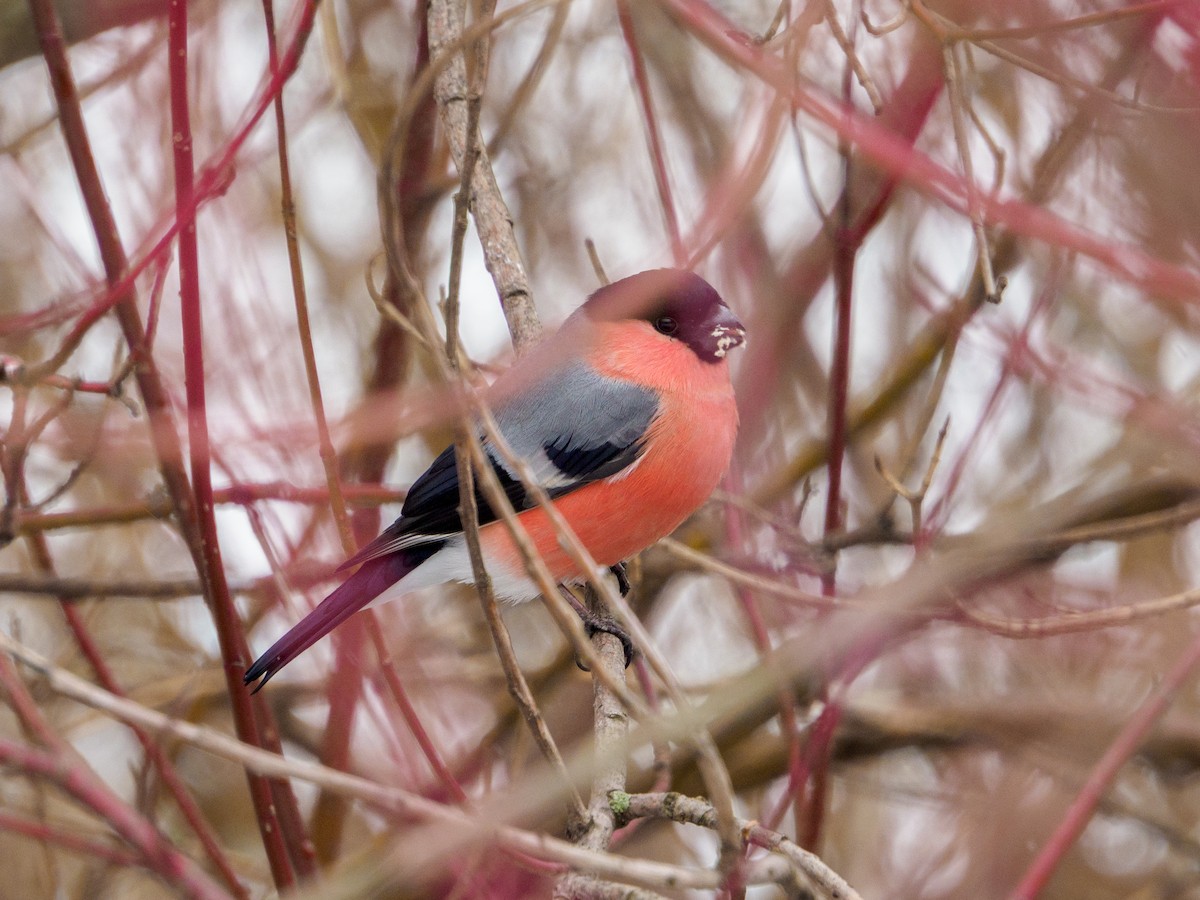 Eurasian Bullfinch - ML419270651