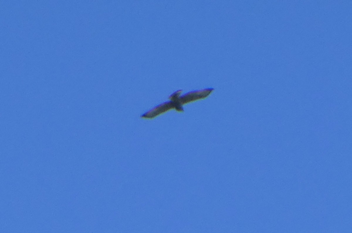 Broad-winged Hawk - ML419272081