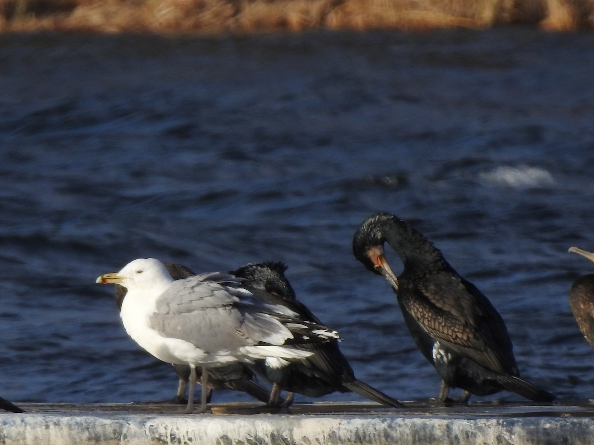 Caspian Gull - Sławomir Karpicki