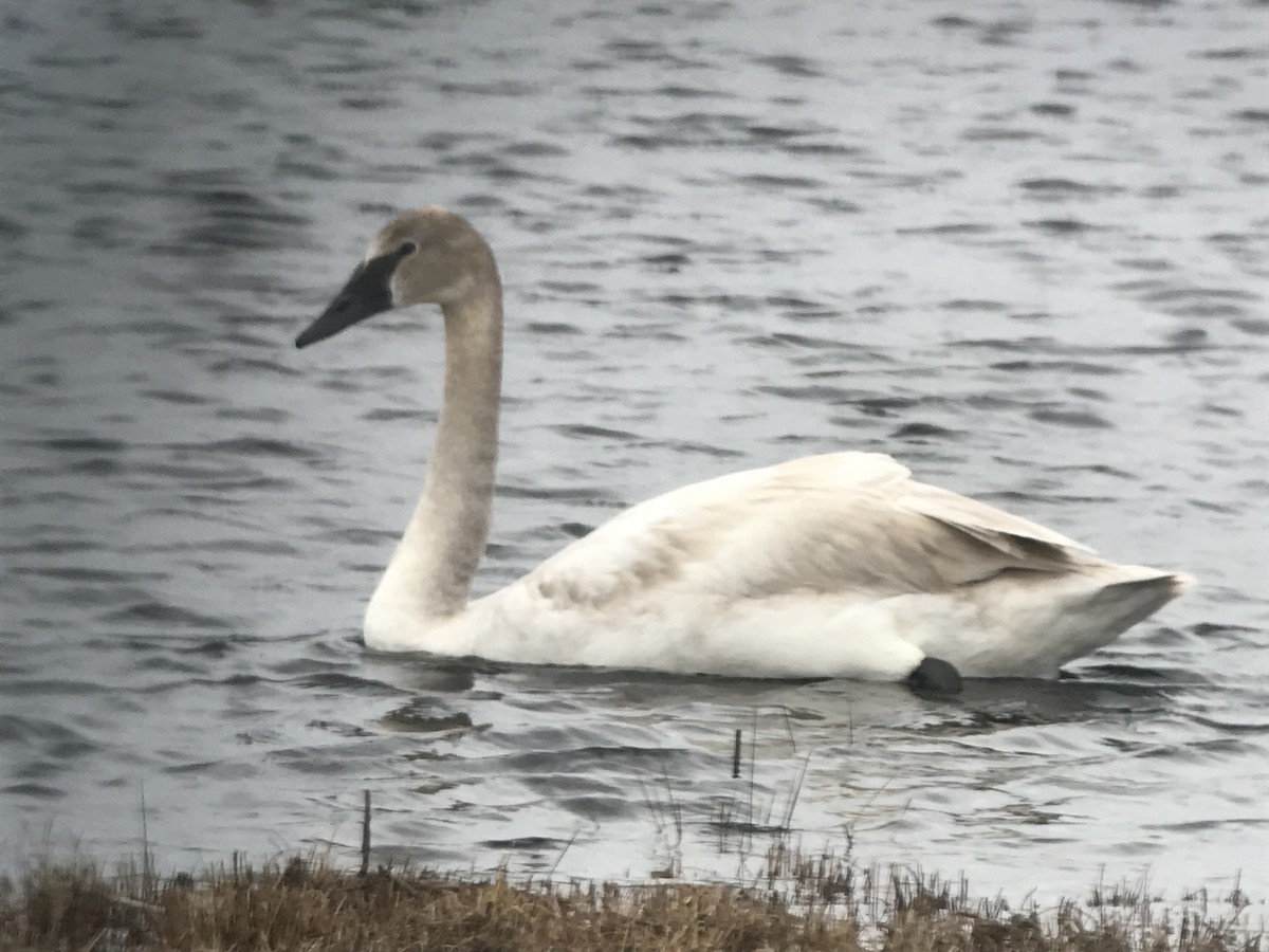 Cisne Trompetero - ML419277001