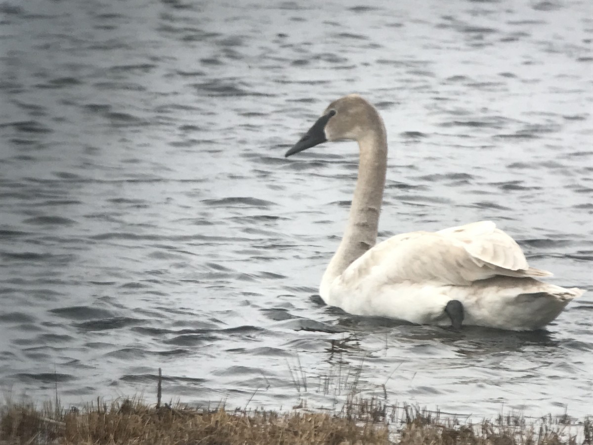 Cisne Trompetero - ML419277581