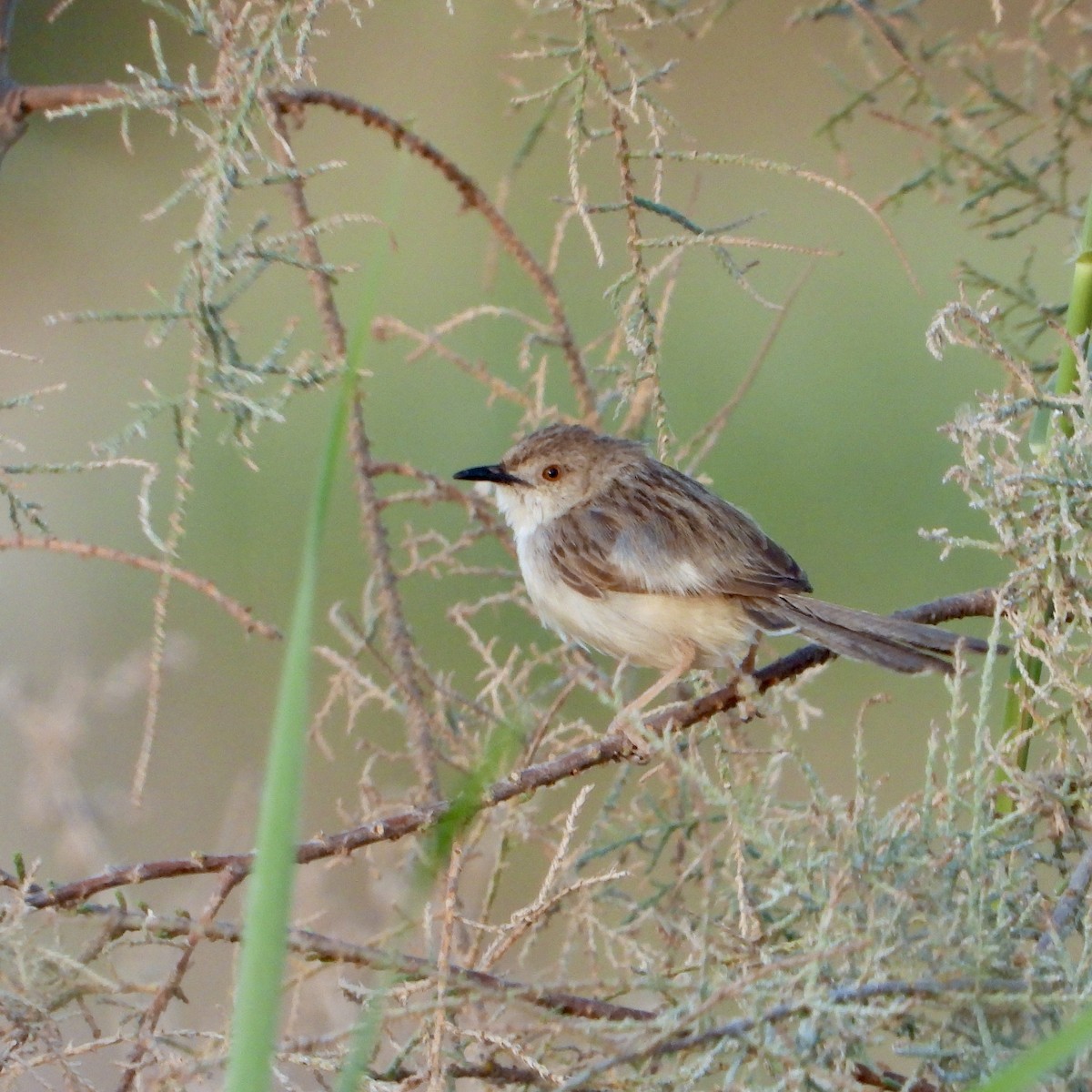 Graceful/Delicate Prinia - ML419277871