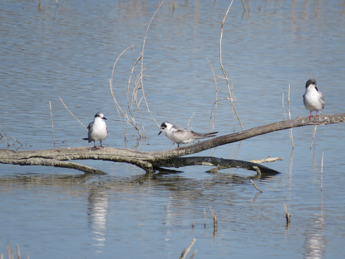 White-winged Tern - ML419279211