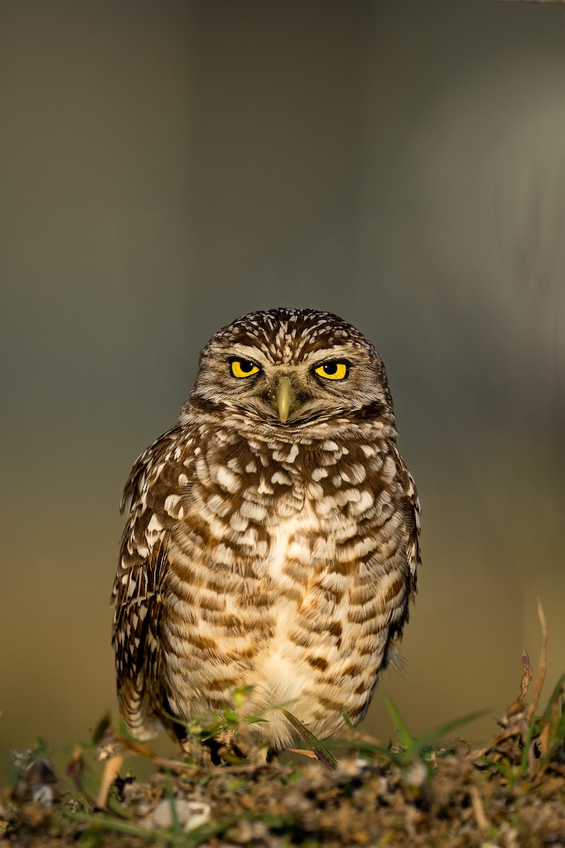 Burrowing Owl - ML419280791