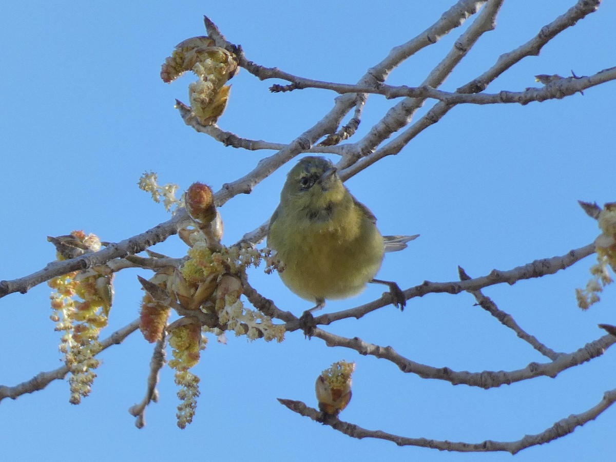 Orange-crowned Warbler - ML419281001