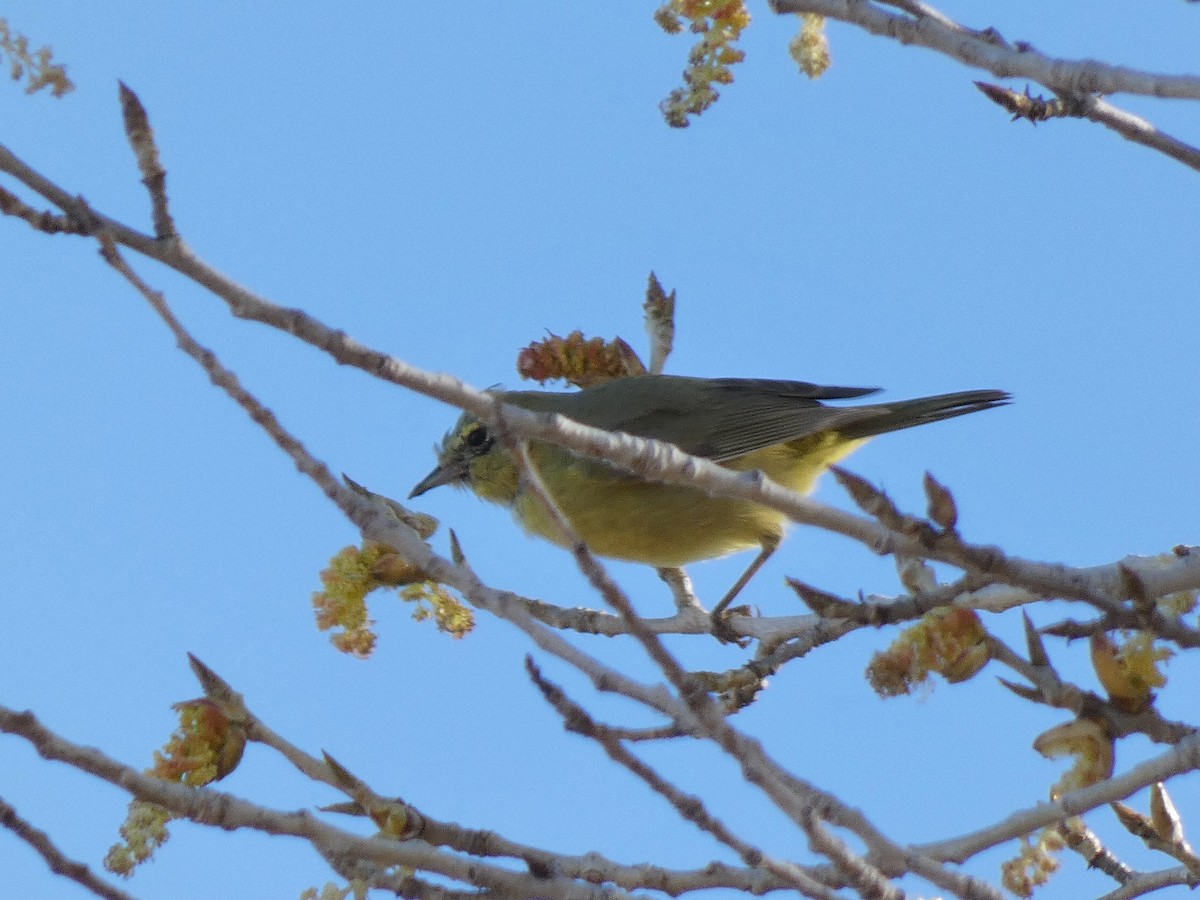 Orange-crowned Warbler - ML419281011