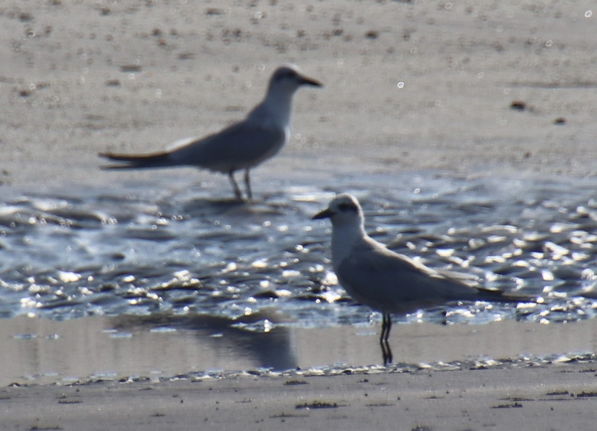 Whiskered Tern - ML419281331