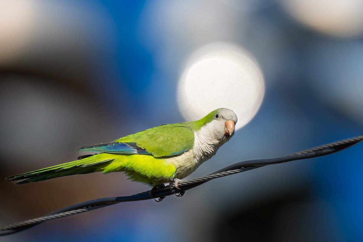Monk Parakeet - ML419281601