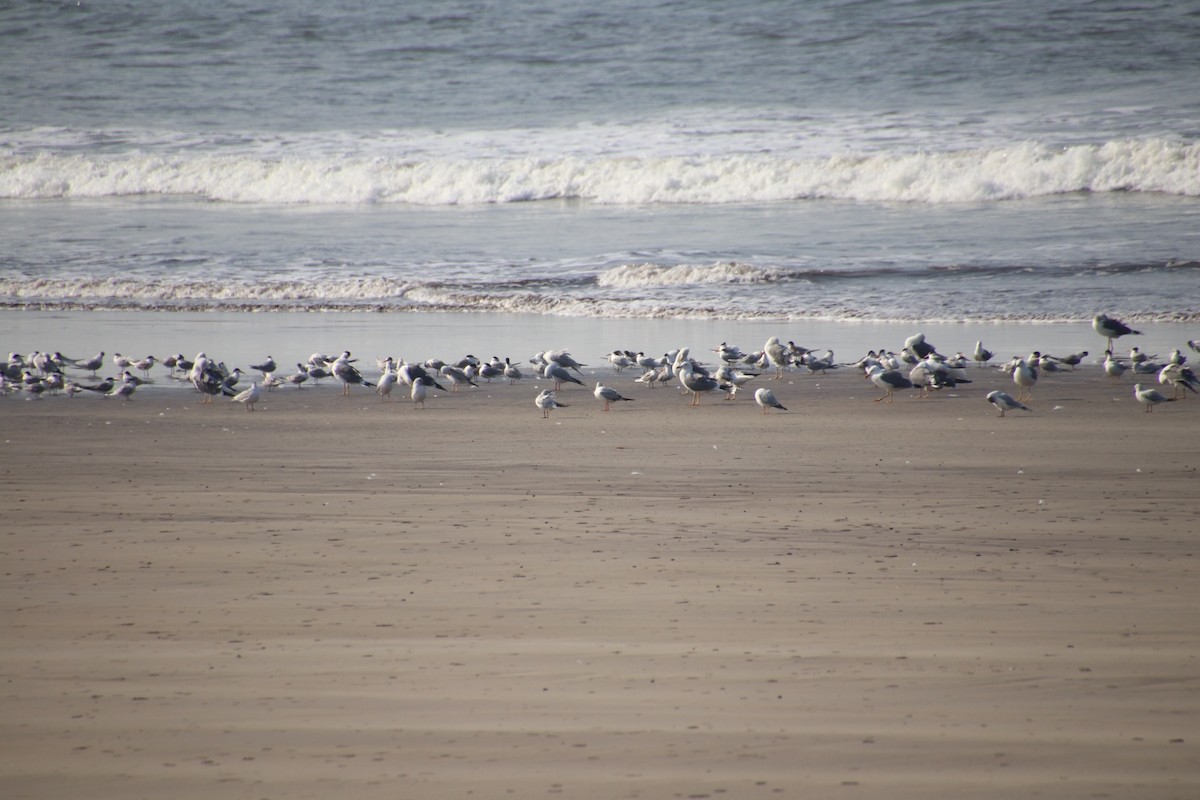 Black-headed/Brown-headed Gull - ML419281801