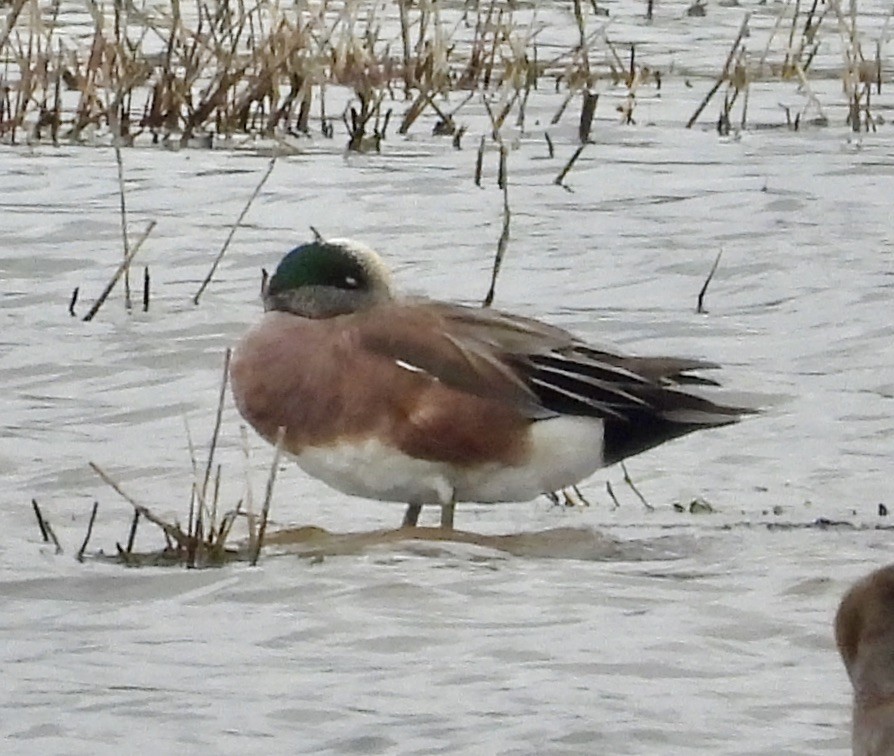 American Wigeon - Van Remsen