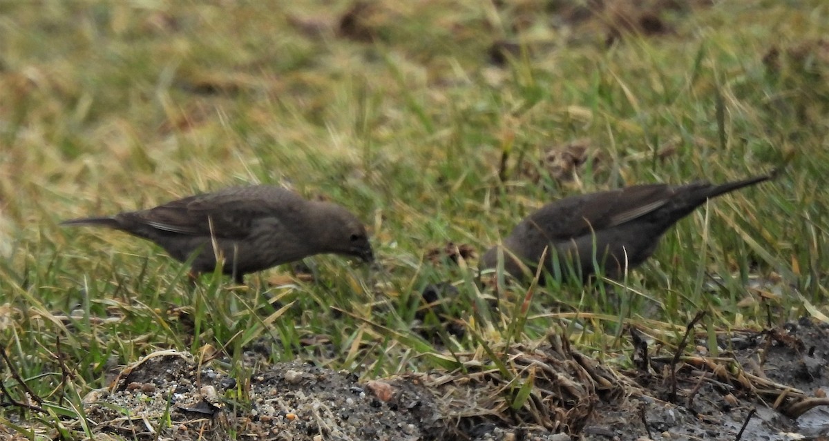 Brown-headed Cowbird - ML419283181