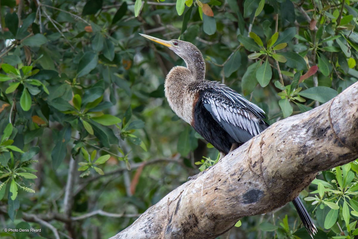 anhinga americká - ML419283971