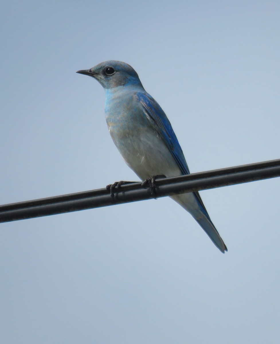 Mountain Bluebird - ML419284191