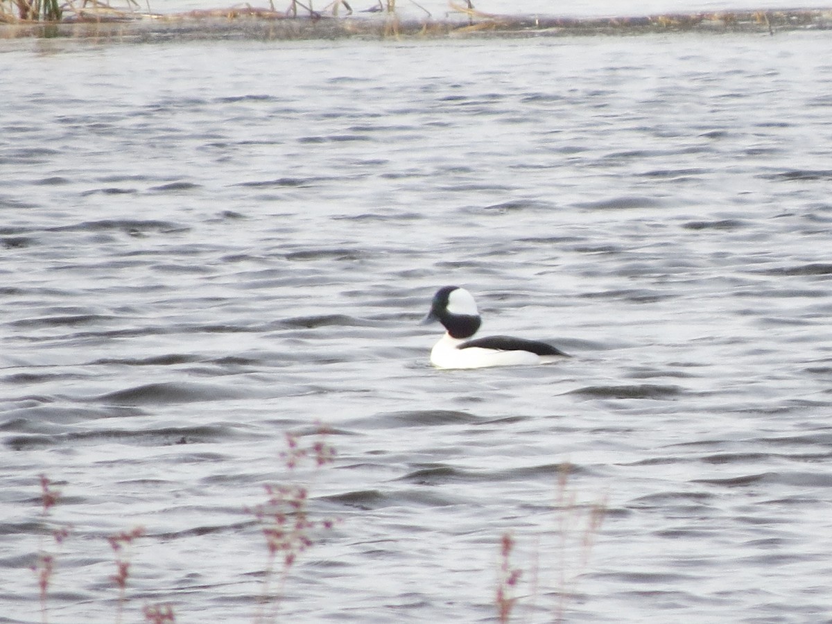 Bufflehead - ML419285281