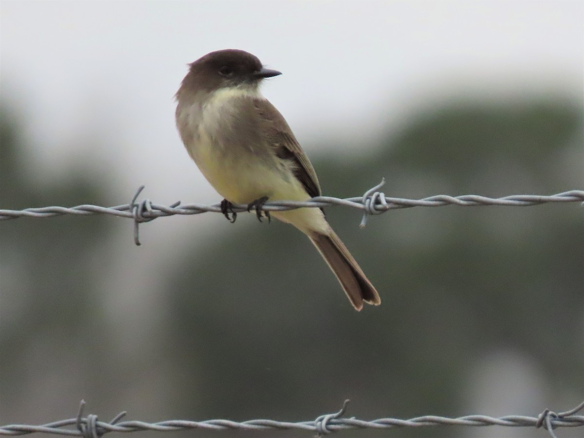 Eastern Phoebe - ML419286011
