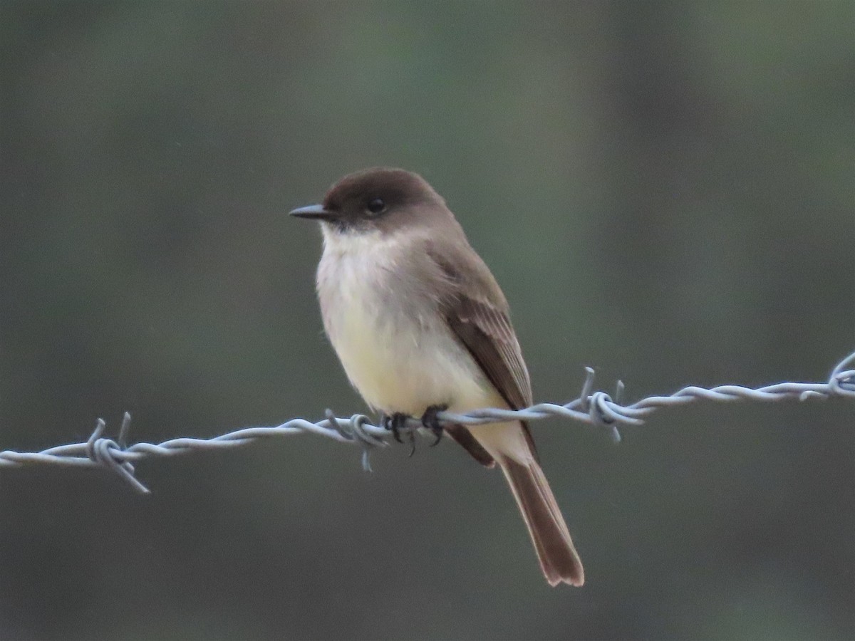 Eastern Phoebe - ML419286021