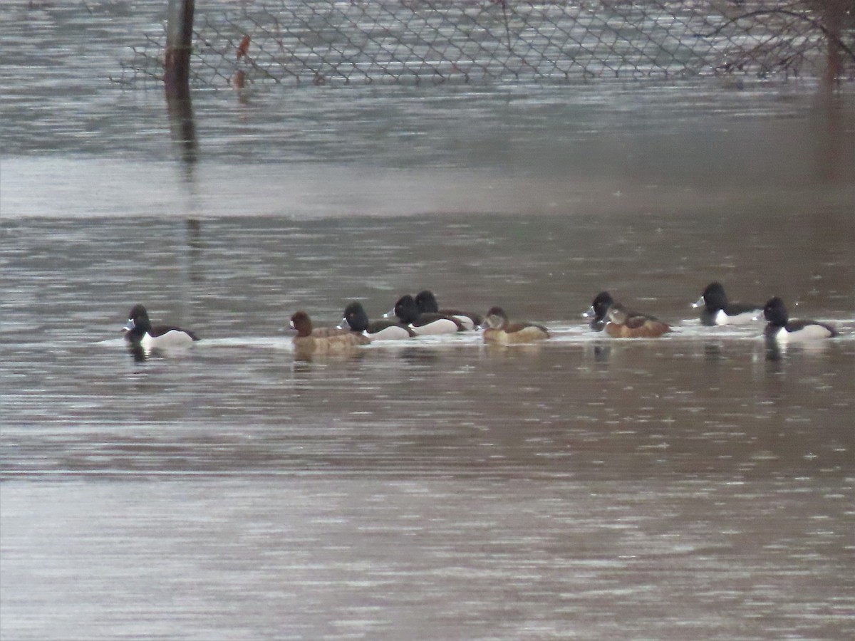 Ring-necked Duck - ML419287341