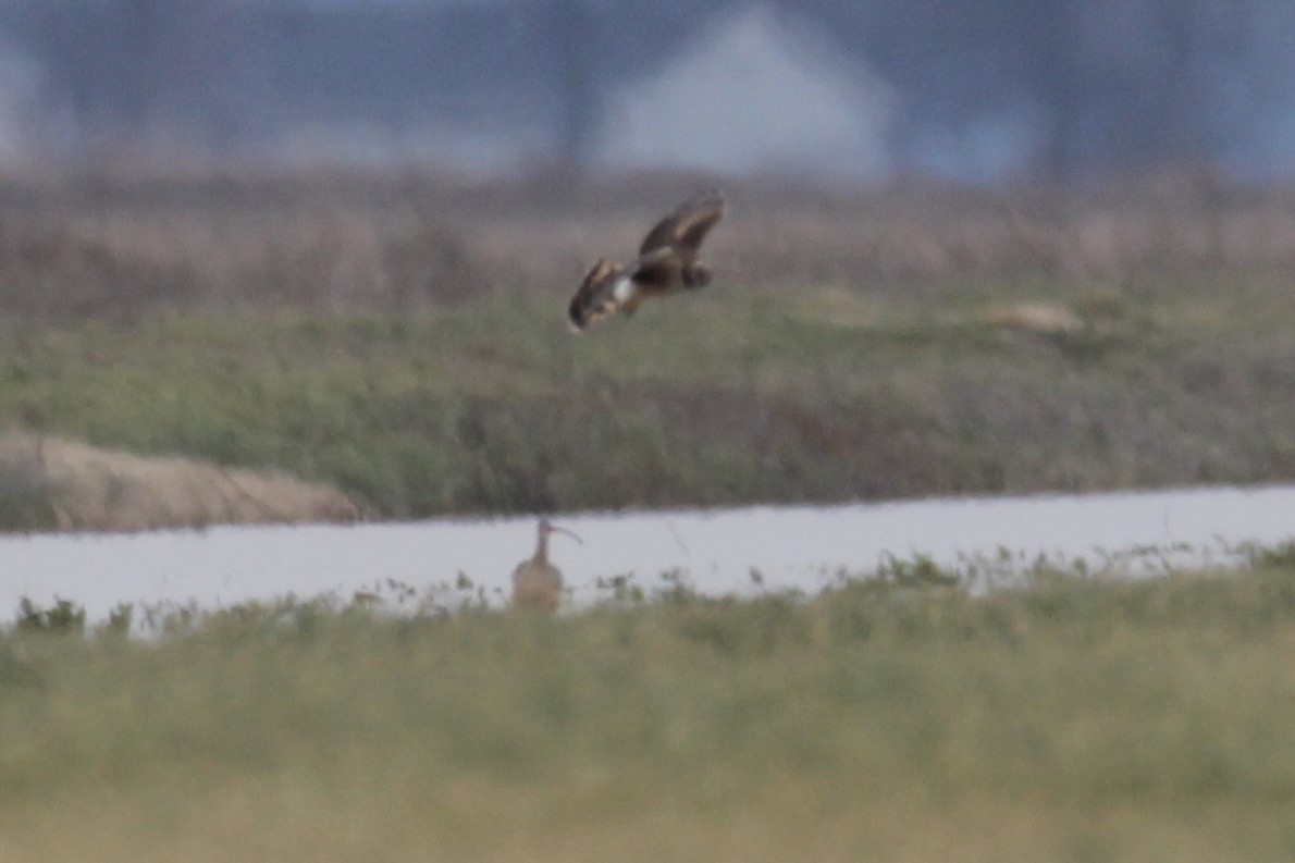 Long-billed Curlew - ML419288921