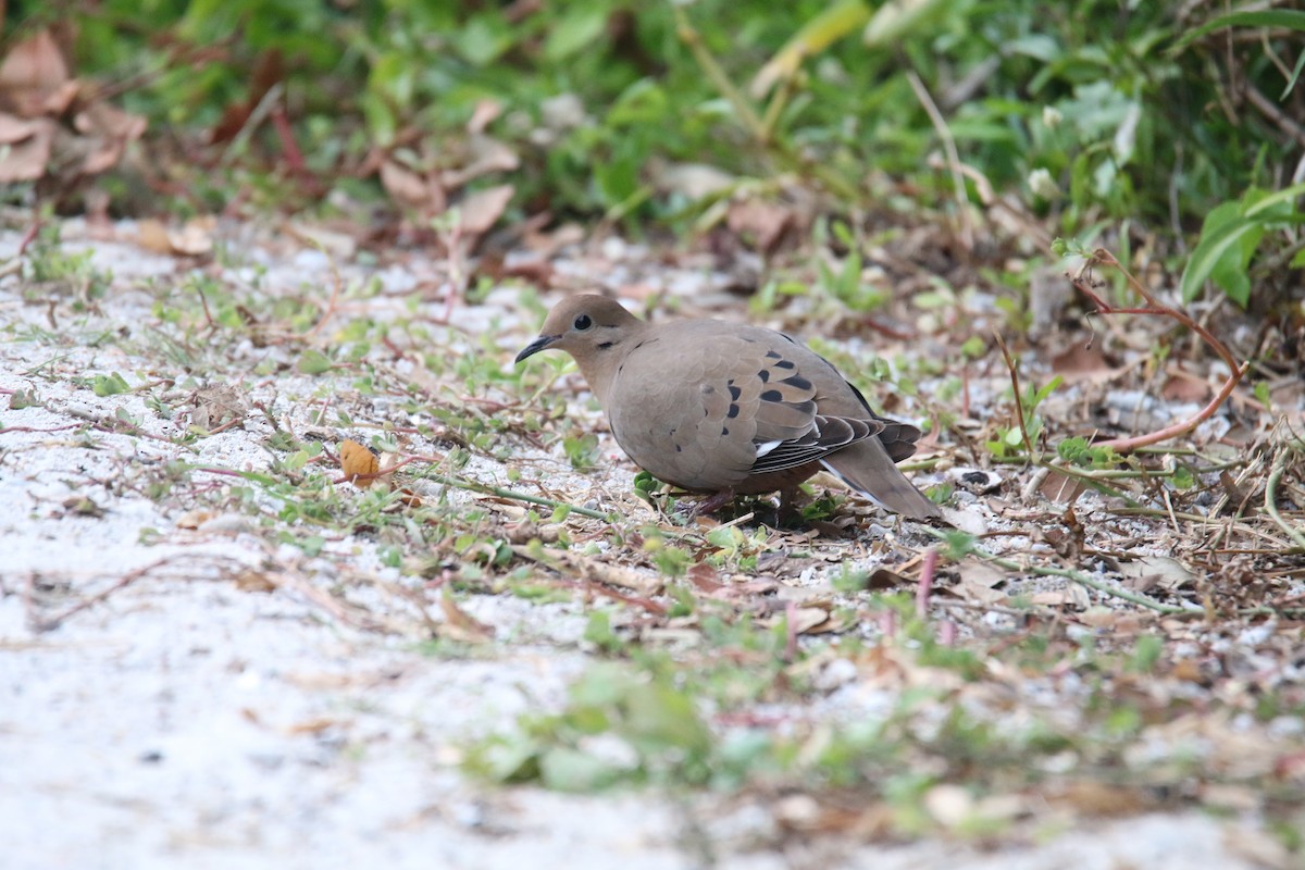 Zenaida Dove - ML41929001