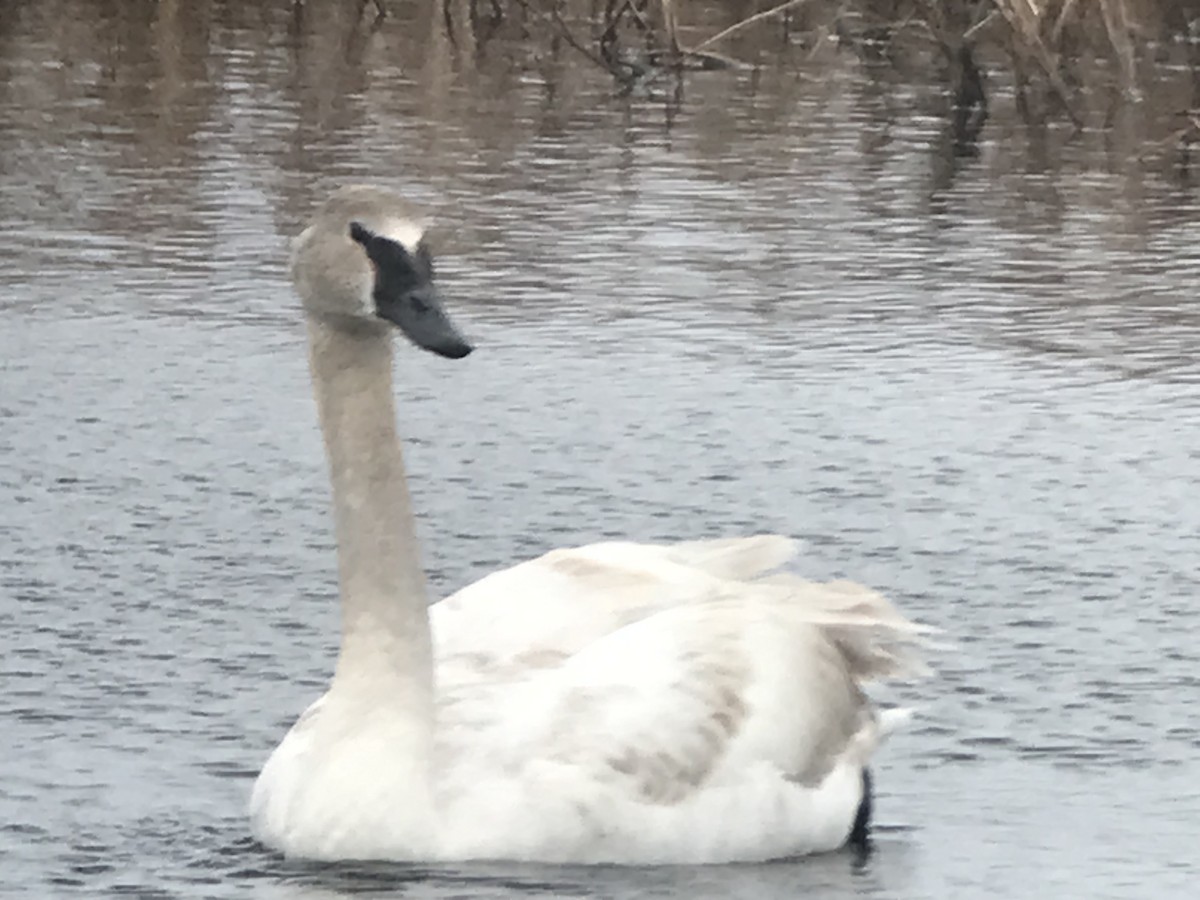 Trumpeter Swan - ML419290021