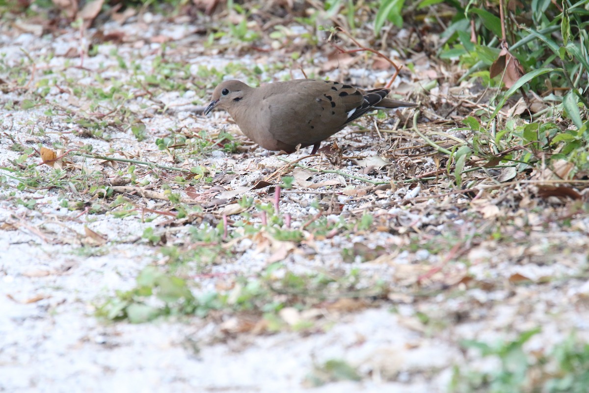 Zenaida Dove - ML41929011