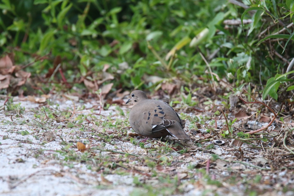 Zenaida Dove - ML41929031