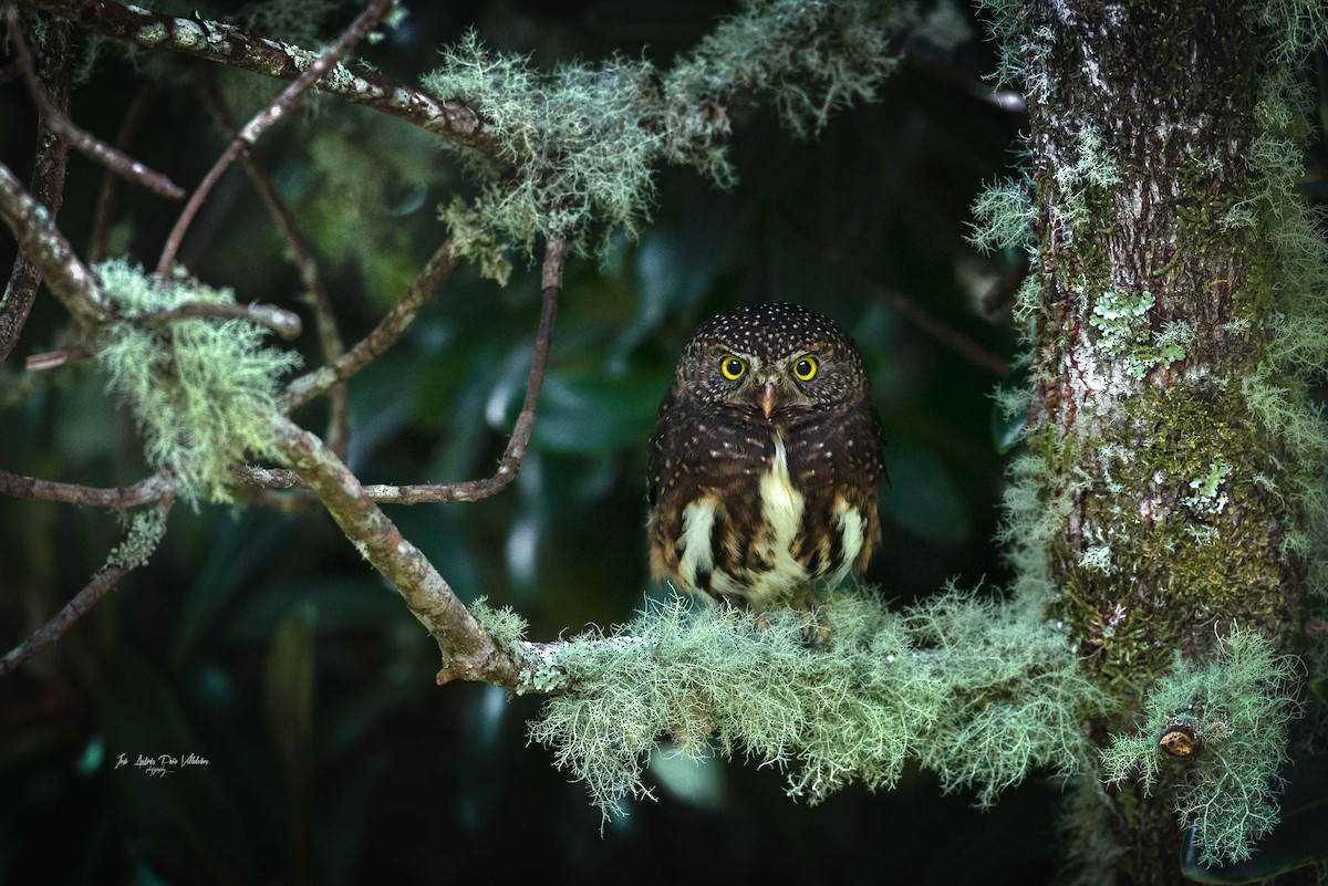 Costa Rican Pygmy-Owl - José Andrés Peña Villalobos